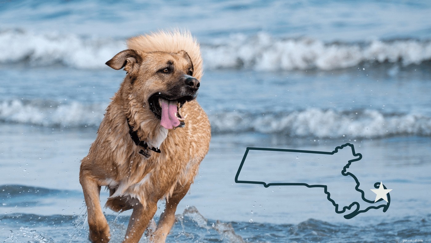 Come pianificare il miglior viaggio in spiaggia per cani