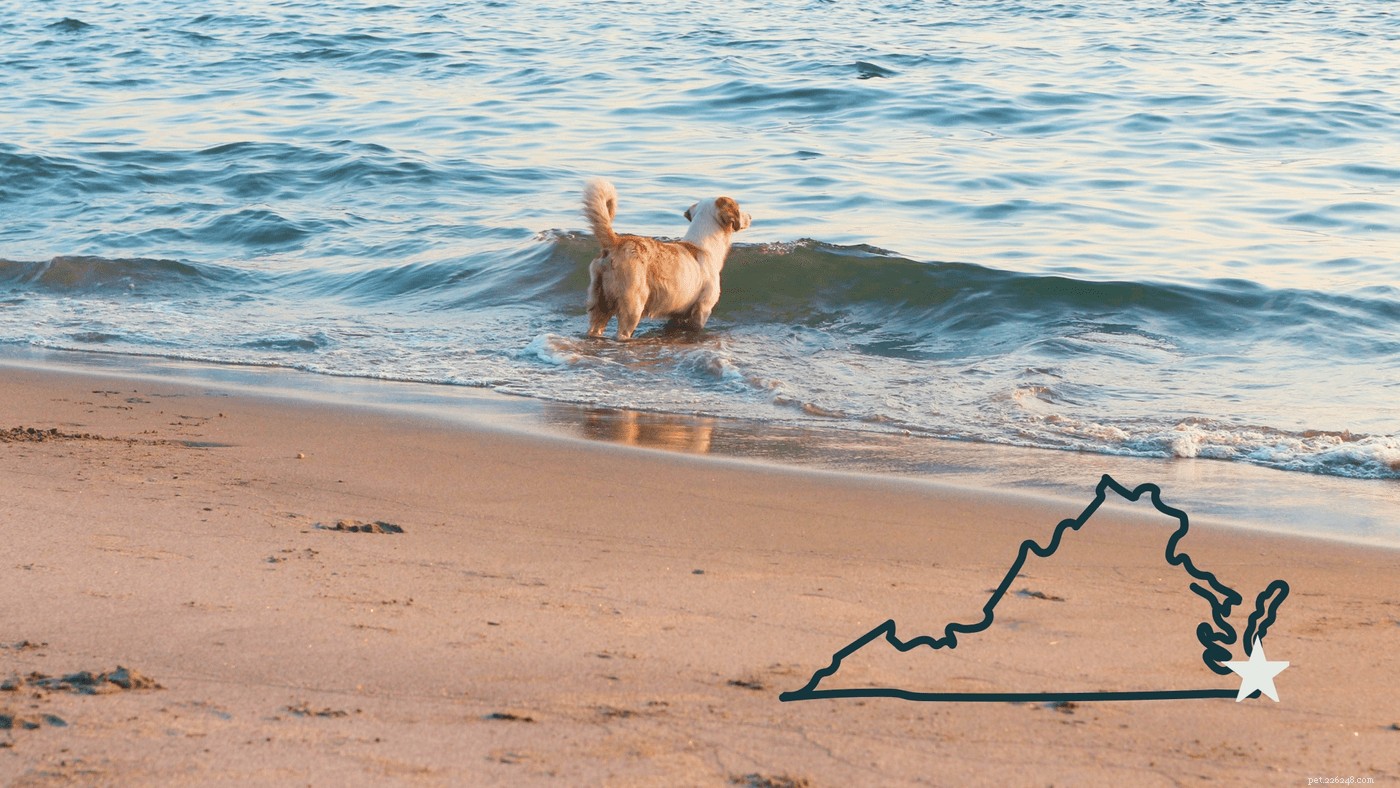 Come pianificare il miglior viaggio in spiaggia per cani