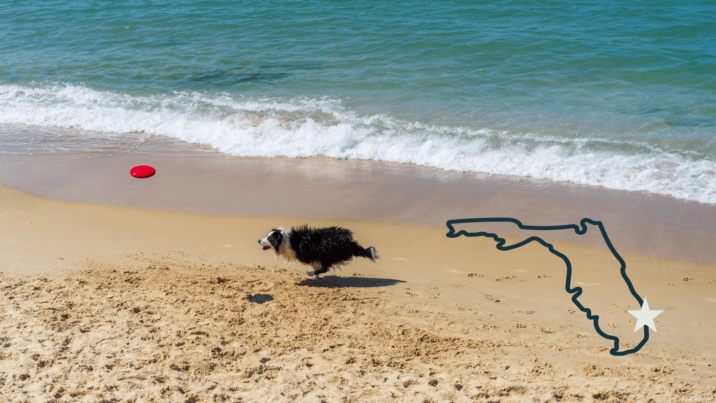 Como planejar a melhor viagem de praia para cães