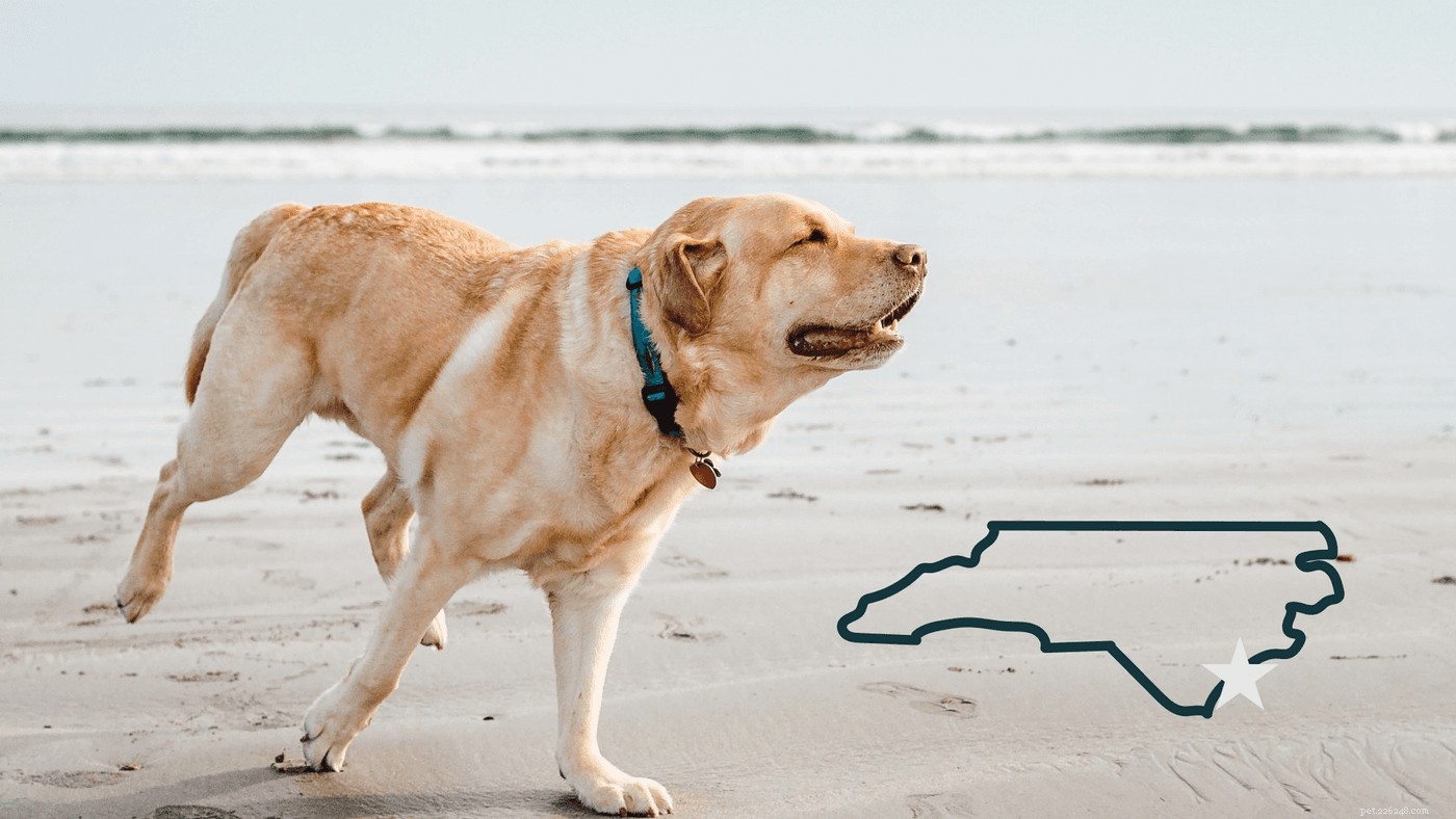 Como planejar a melhor viagem de praia para cães