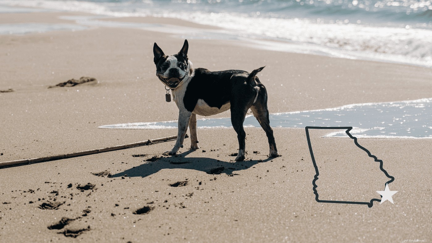 Jak naplánovat nejlepší výlet na psí pláž