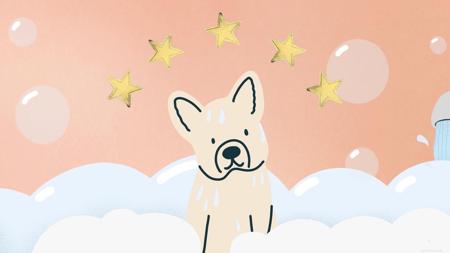 Hoe u uw pup een gouden ster kunt bezorgen bij de trimmer