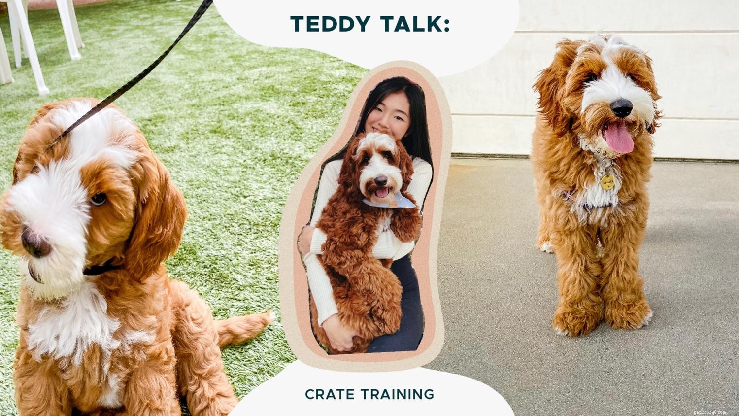 Teddy Talk:How I Crate Trained My Doodle