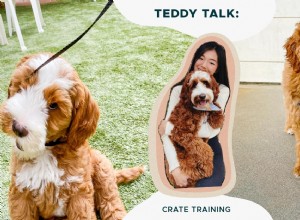 Teddy Talk:Как я обучил свой дудл