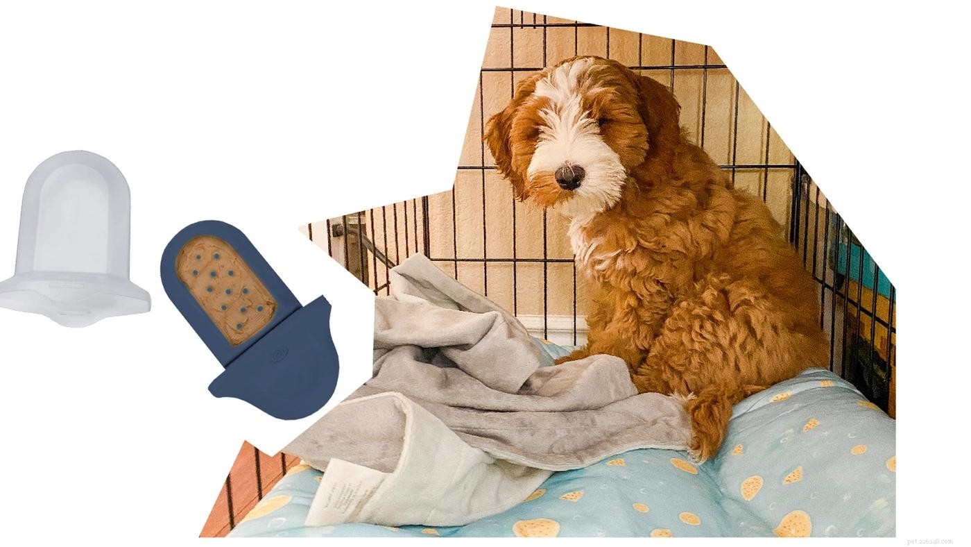Teddy Talk:How I Crate Trained My Doodle