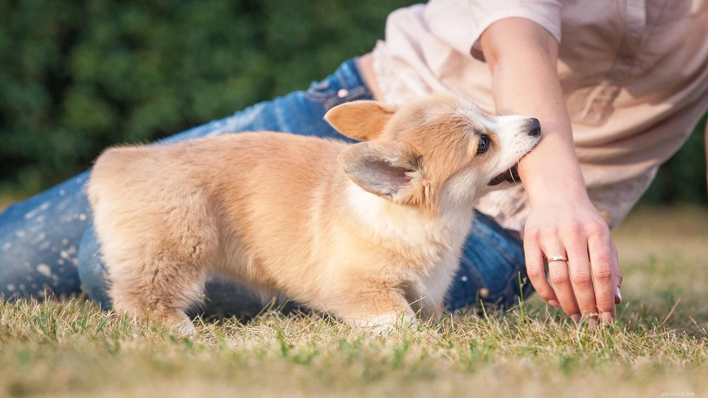 Hoe om te gaan met bijten, kauwen en happen van puppy s