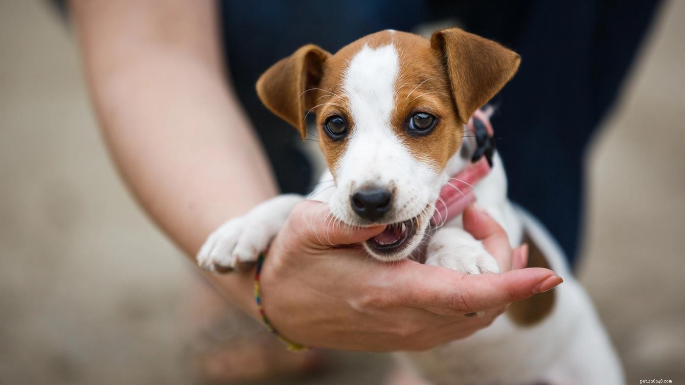 Hoe om te gaan met bijten, kauwen en happen van puppy s