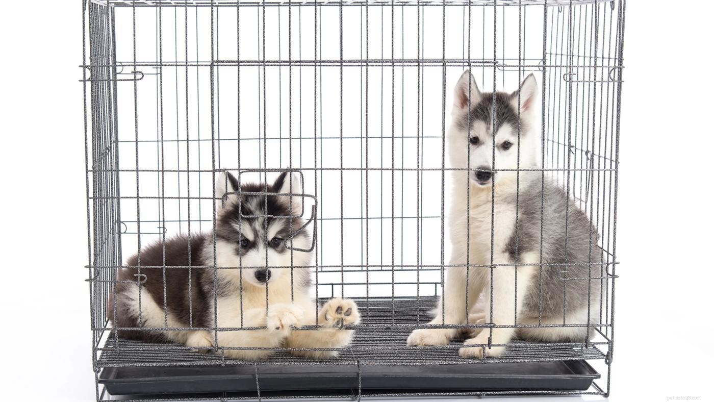 Cage pour chien 101 :Comment choisir la cage parfaite pour votre chiot