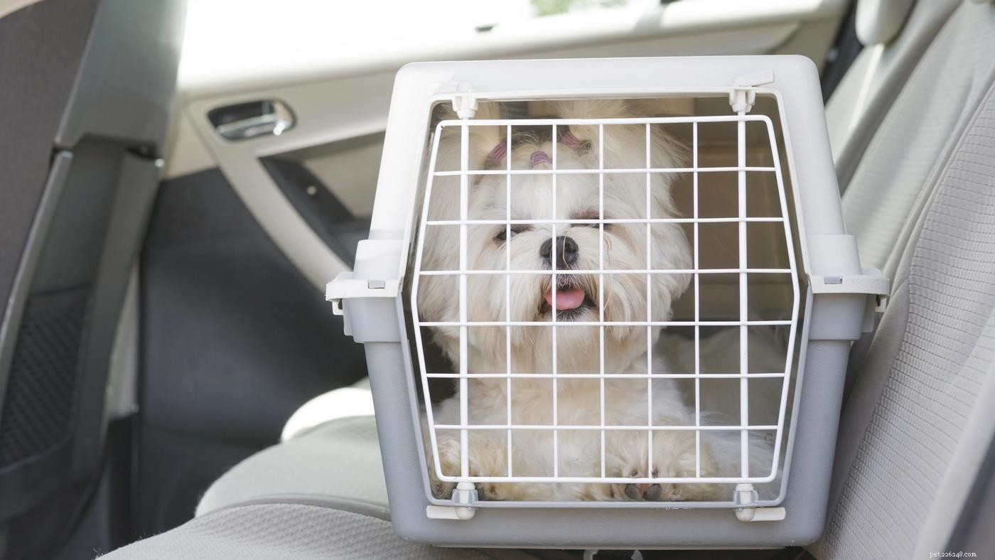 Přepravky pro psy 101:Jak vybrat perfektní přepravku pro vaše štěně