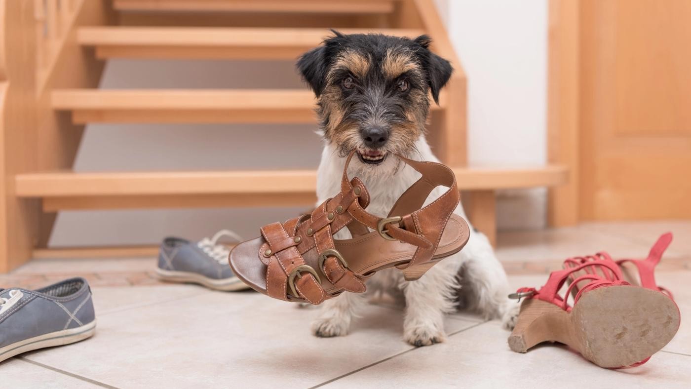 10 новых советов по щенкам, которые вам нужно знать