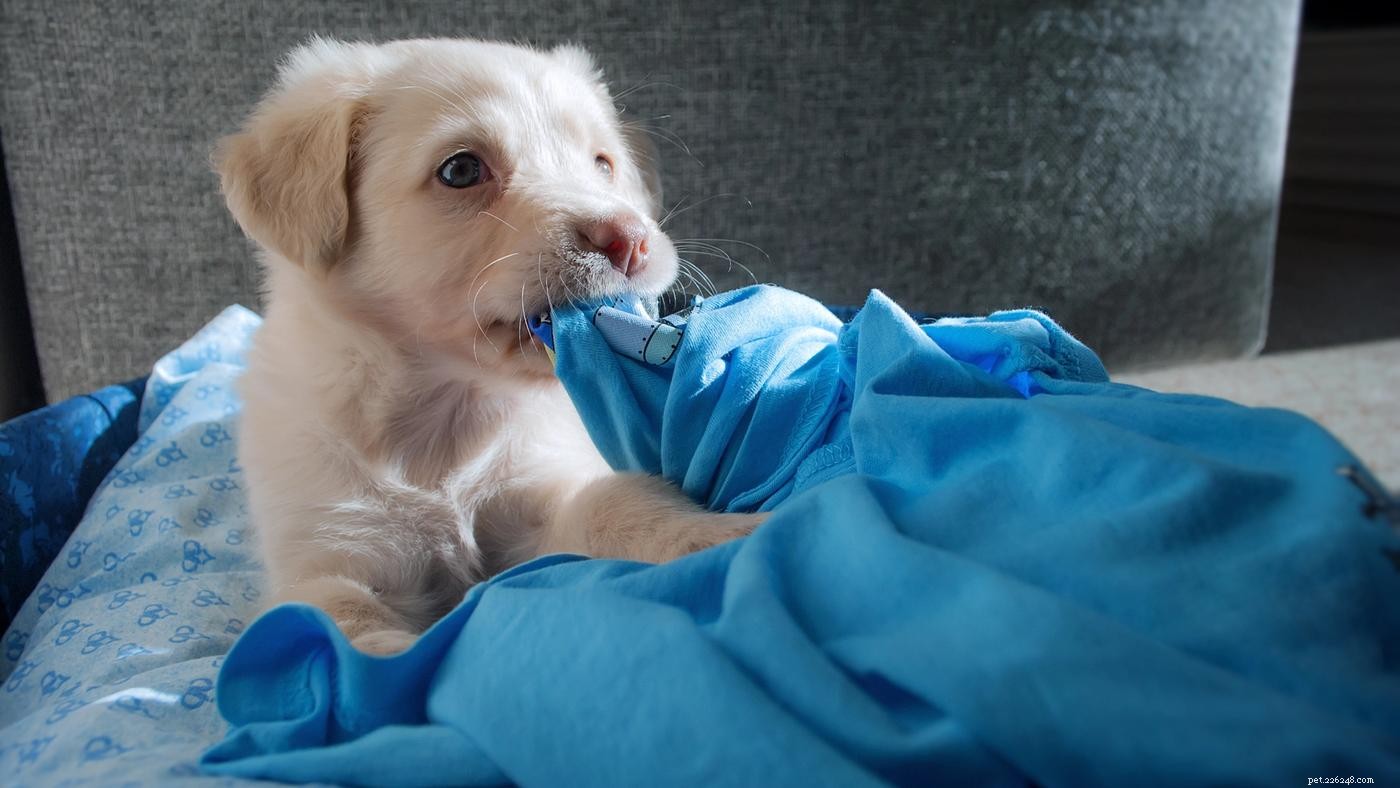 10 nieuwe puppytips die je moet kennen
