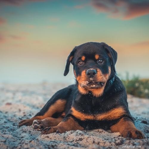 Hondenmand maattabel:vind de juiste maat bench