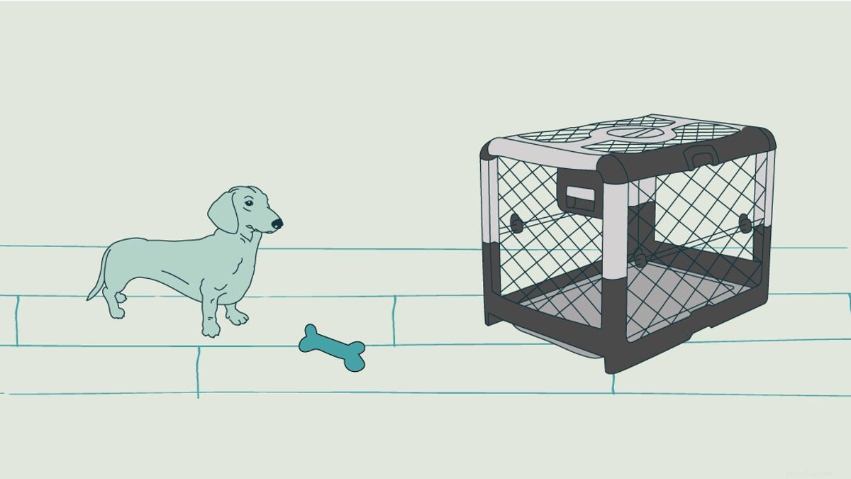 犬の箱を安全に使用するための10のヒント。 
