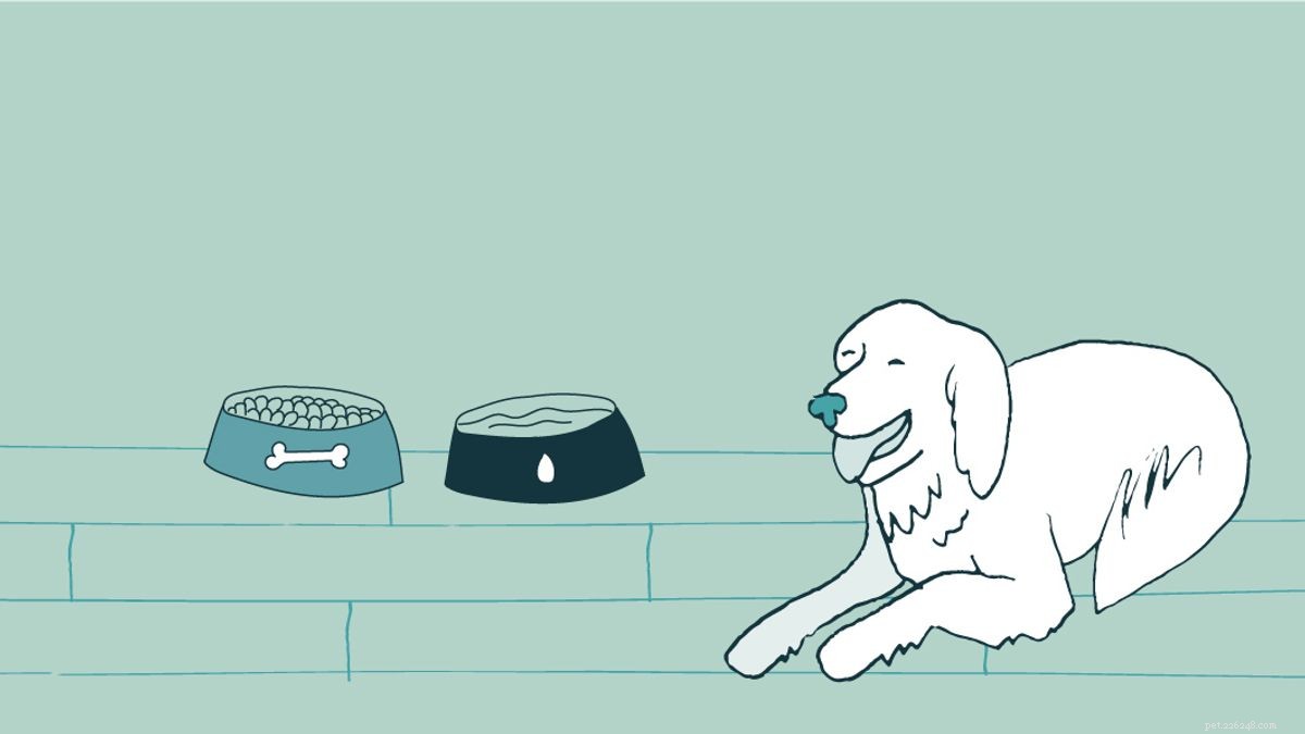 Tien tips om uw hondenbench veilig te gebruiken.