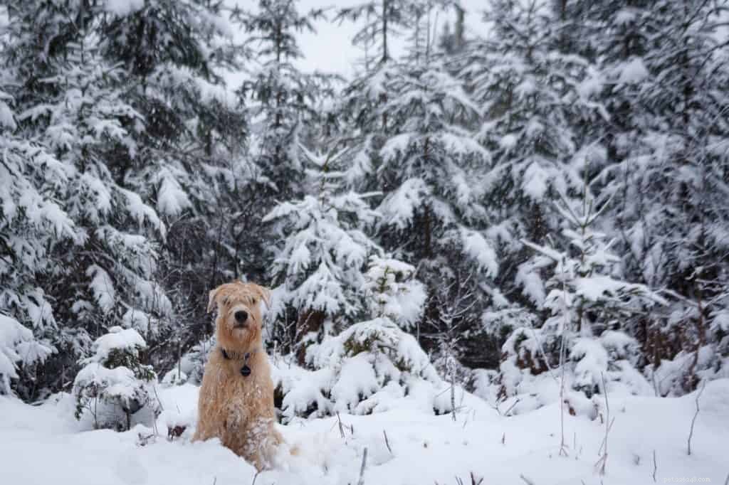 Soins du pelage des chiens en hiver