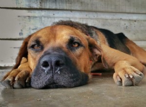 Ei, mãe Hubbard, dê ao seu cão alguns ossos sem dor!