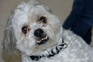 У домашних животных тоже есть зубы! Важность чистки зубов вашей собаке