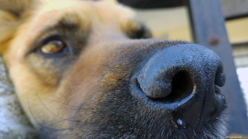 Sick as a Dog:een nieuwe griepsoort heeft zich verspreid naar de beste vriend van de mens