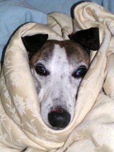 Doente como um cachorro:uma nova cepa de gripe se espalhou para o melhor amigo do homem