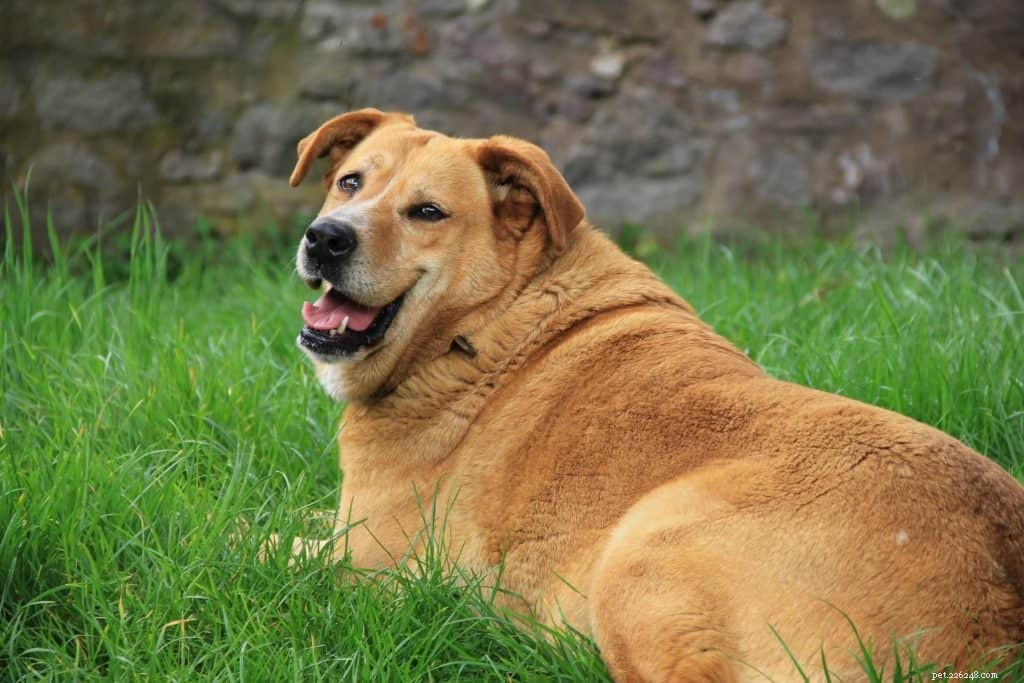 Canine Gewichtsbeheersing en Obesitas Preventie