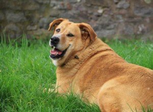 Regulace hmotnosti psů a prevence obezity