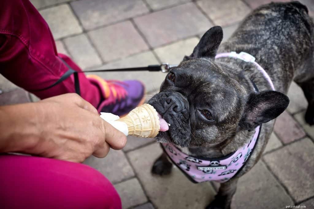 guloseima para cachorro com iogurte congelado