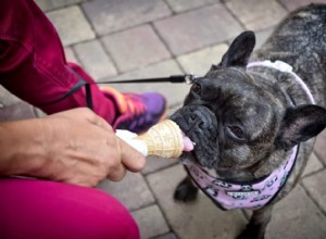 guloseima para cachorro com iogurte congelado