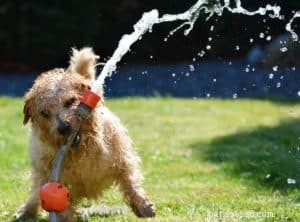 Hoe een zonnesteek (hyperthermie) bij honden te voorkomen