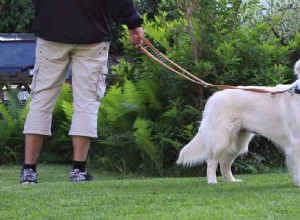 Correr e passear com cães