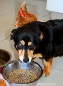 Вы кормите собак правильным кормом для их породы?
