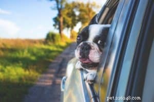Jij, je hond en een wereld van plezier! Top 10 spannende dingen om buiten met je hond te doen 