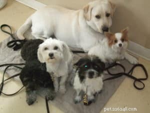 Djurvård 101:När du ska ta med din hund till veterinären
