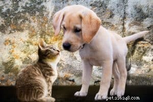 Pet Care 101 :Quand emmener votre chien chez le vétérinaire