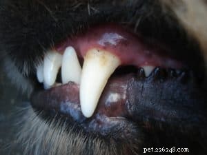 Os cães devem ter seus dentes escovados tanto quanto os humanos?