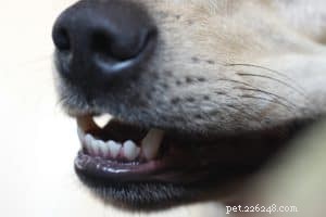 Moeten honden hun tanden net zo veel laten poetsen als mensen?