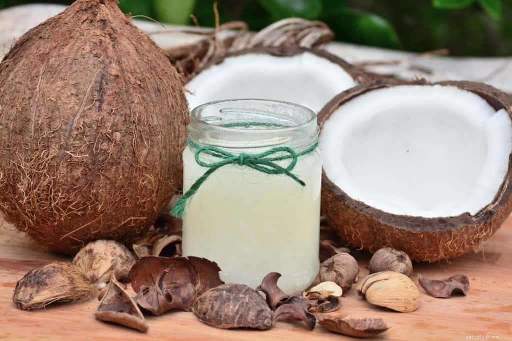 De weinig bekende voordelen van kokosolie voor uw hond
