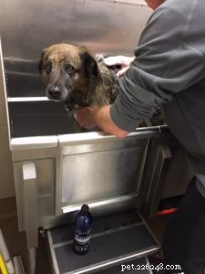Wat u moet weten over het douchen van een oudere hond