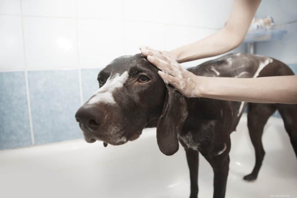 Co potřebujete vědět o sprchování staršího psa