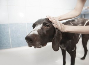 O que você precisa saber sobre dar banho em um cachorro idoso