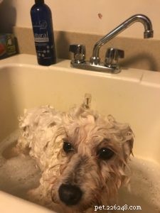 O que você precisa saber sobre dar banho em um cachorro idoso