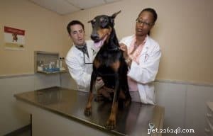 Möjliga medicinska orsaker till aggressivt eller ovanligt beteende hos hundar