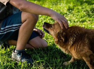 Como lidar com a dor depois que seu cachorro se foi:conversando com seus filhos