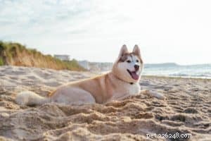 Bezpečnost na pláži 101:Jak udržet svého psa v bezpečí na pláži