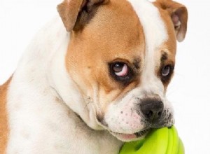 ゲームチェンジャー犬用おもちゃ–「重いチューワー」に最適 