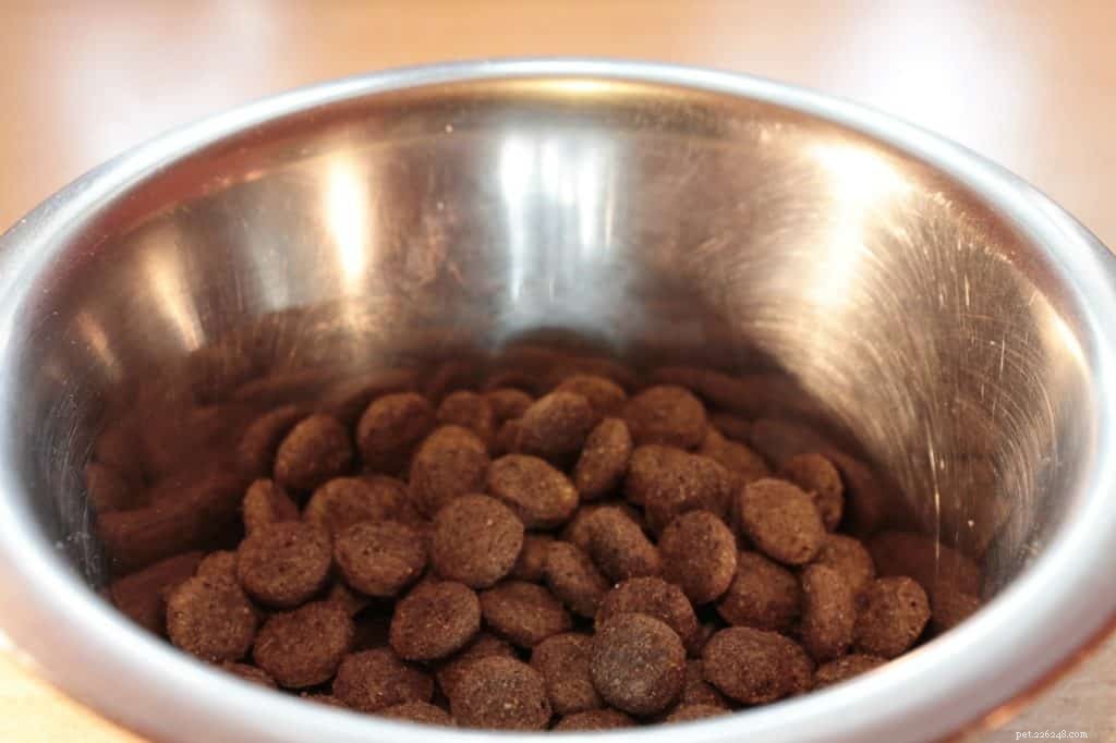 5 perguntas para se fazer uma comida de cachorro