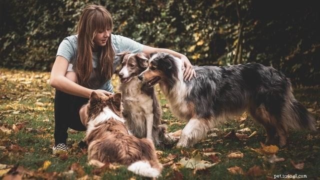 7 stappen om uw hond deze zomer te beschermen