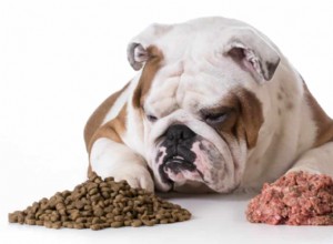 Факторы, которые следует учитывать при выборе питания для вашей собаки