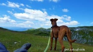 Escursioni e campeggio con il tuo cane:preparati