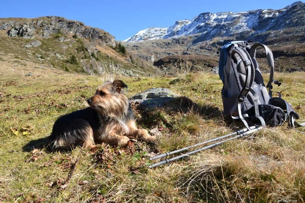 犬と一緒にハイキングやキャンプをする：準備する 
