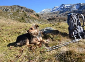 犬と一緒にハイキングやキャンプをする：準備する 